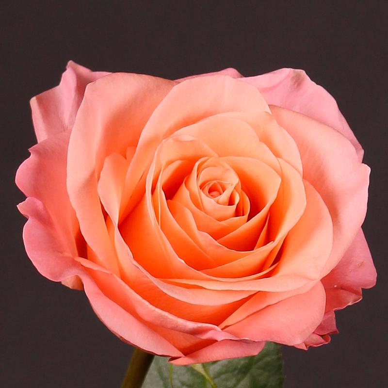 Rožė "Lady Margaret" .